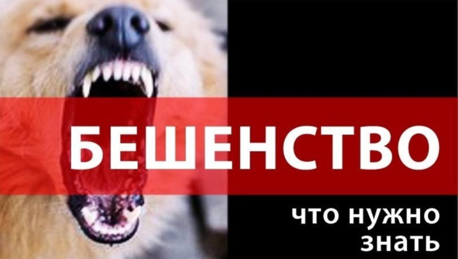 Меры профилактики против бешенства