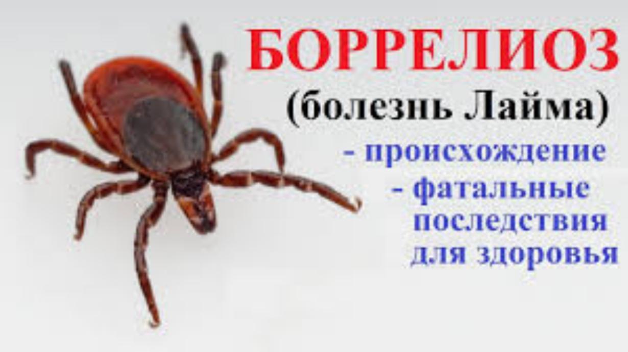 Клещевой боррелиоз: заболевание и профилактика