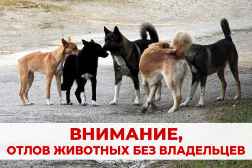 Внимание! Отлов безнадзорных собак! Внимание! Отлов безнадзорных собак!