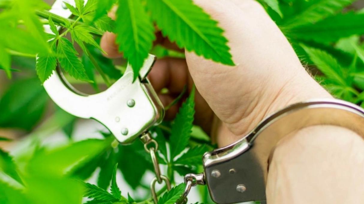 Обращение к землепользователям по выявлению и уничтожению наркосодержащих растений Обращение к землепользователям по выявлению и уничтожению наркосодержащих растений