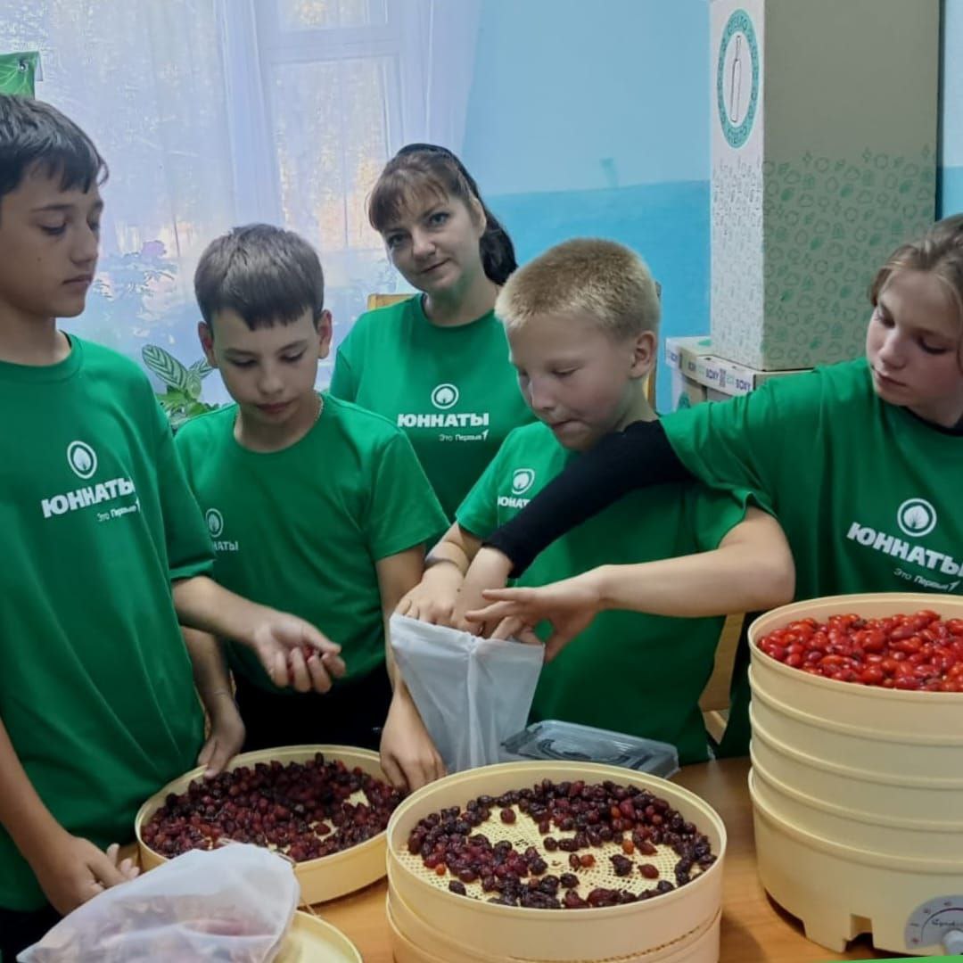 Юннаты Дома детского творчества собирают урожай и учатся правильной сушке плодов