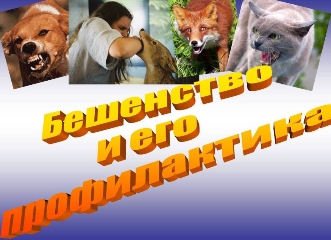 Памятка по профилактике и борьбе с бешенством