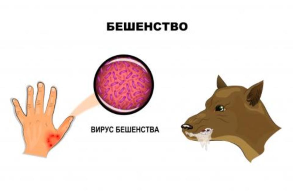«Профилактика бешенства» «Профилактика бешенства»