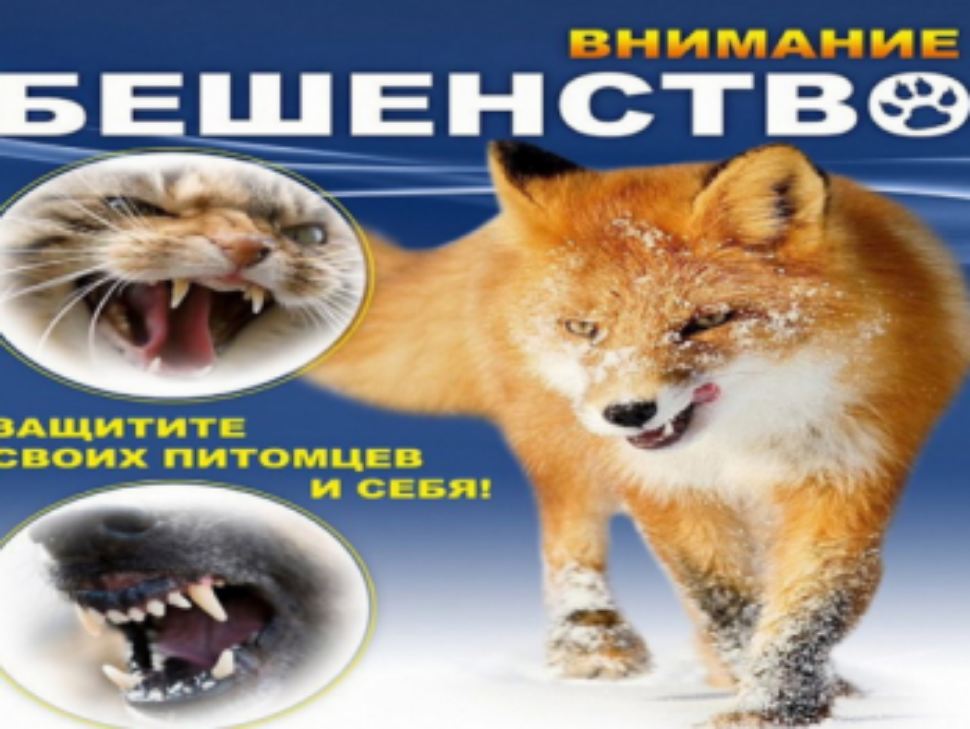 Памятка по профилактике и борьбе с бешенством Памятка по профилактике и борьбе с бешенством