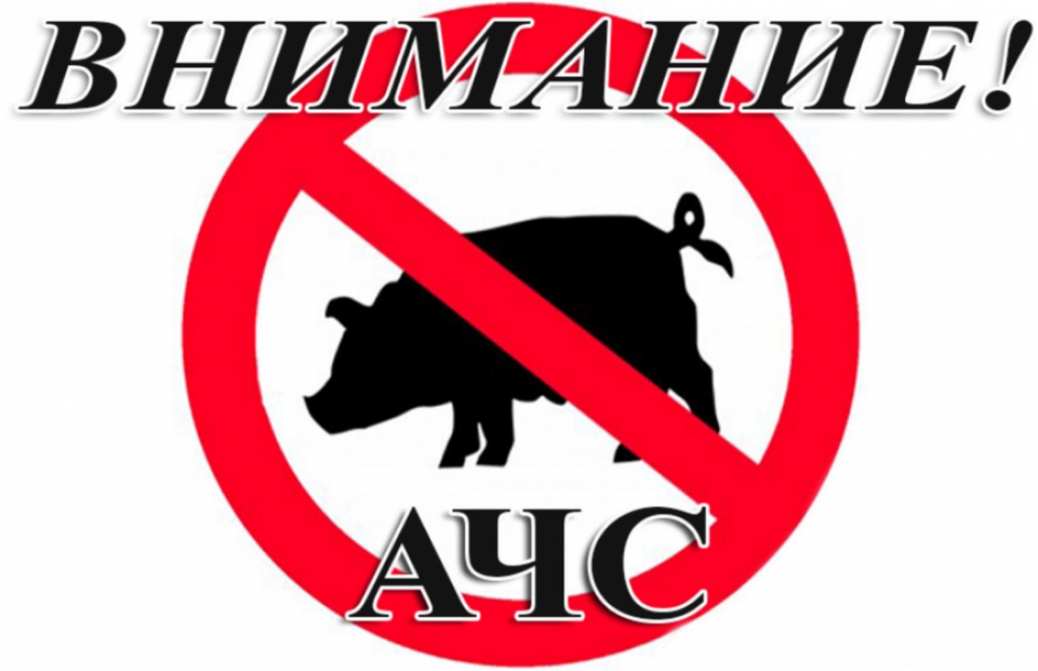 АЧС СВИНЕЙ АЧС СВИНЕЙ