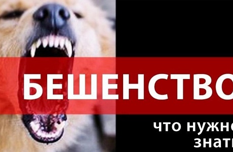Меры профилактики против бешенства Меры профилактики против бешенства