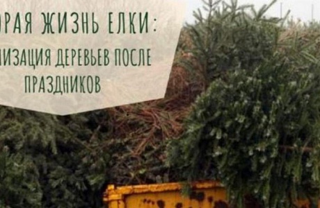 Информирование об утилизации использованных новогодних елок Информирование об утилизации использованных новогодних елок