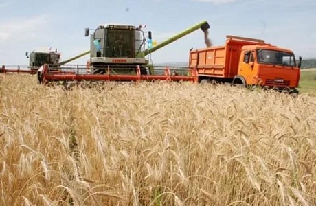 Уборка  озимых зерновых культур  в хозяйствах Малосердобинского района