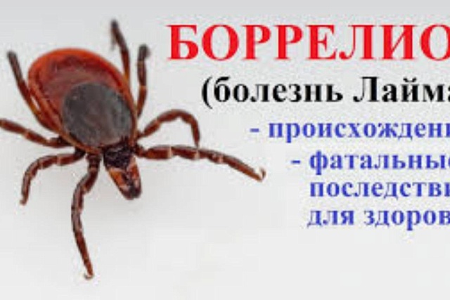 Клещевой боррелиоз: заболевание и профилактика