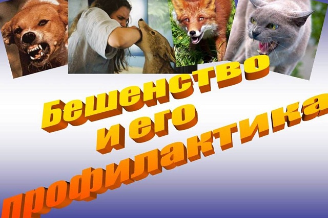 Меры профилактики против бешенства Меры профилактики против бешенства