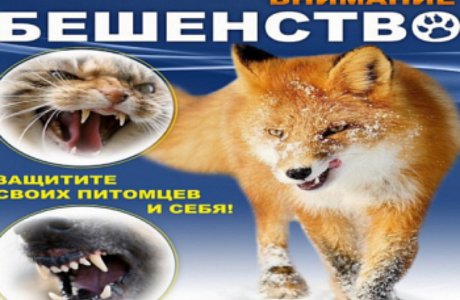 Памятка по профилактике и борьбе с бешенством