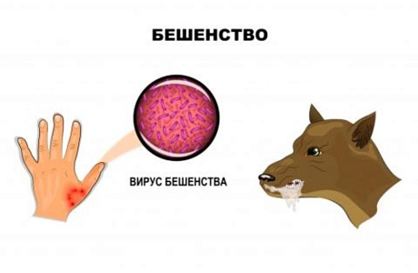 «Профилактика бешенства»