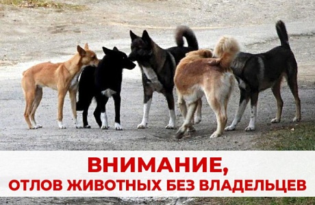 Внимание! Отлов безнадзорных собак! Внимание! Отлов безнадзорных собак!