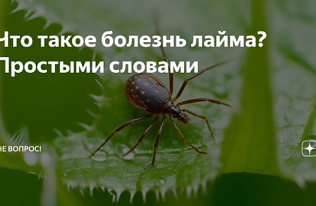 «Что такое  болезнь Лайма».